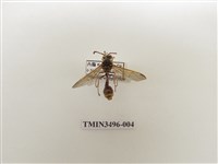 藏品(黃領錐腹蜾蠃)的圖片